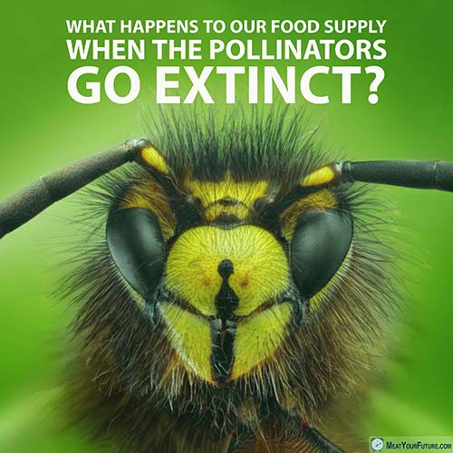 Bees and other pollinators are at risk | Meat Your Future