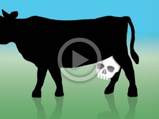 Dairy and Bones | Meat Your Future