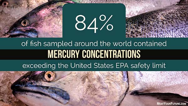 84% of fish sampled around the world have high concentrations of mercury | Meat Your Future