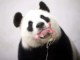 Does your diet help or hurt pandas | Meat Your Future