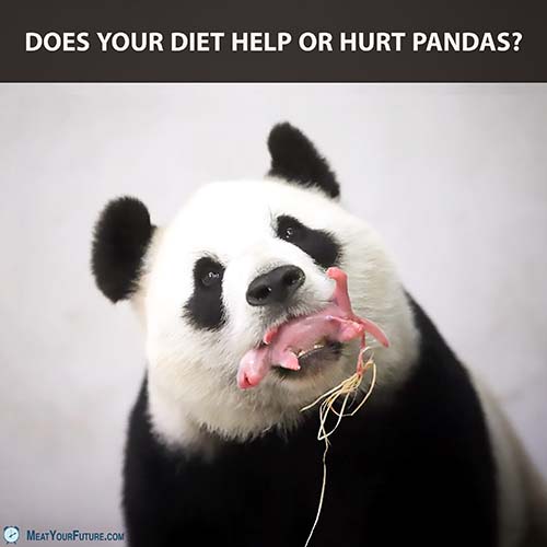 Does your diet help or hurt pandas | Meat Your Future