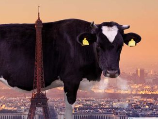 The Paris COP21 conference failed to address the enormous conitrbution that the livestock sector has dirving climate change| Meat Your Future