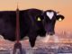 The Paris COP21 conference failed to address the enormous conitrbution that the livestock sector has dirving climate change| Meat Your Future