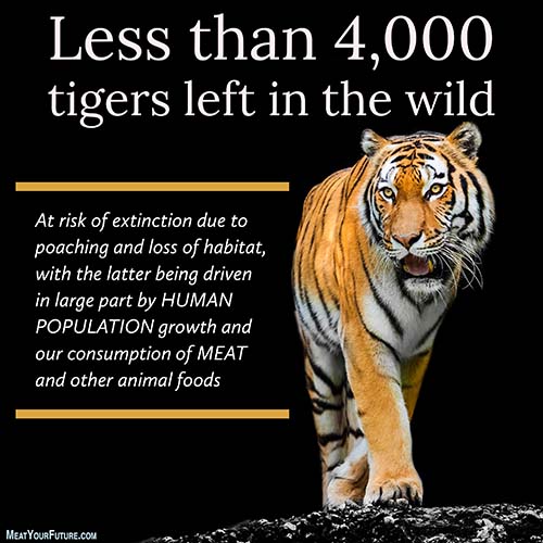 Less Than 4,000 Tigers | Meat Your Future