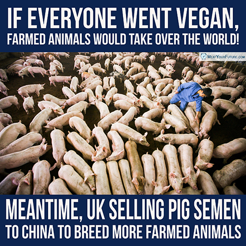 UK Selling Pig Semen to China | Meat Your Future