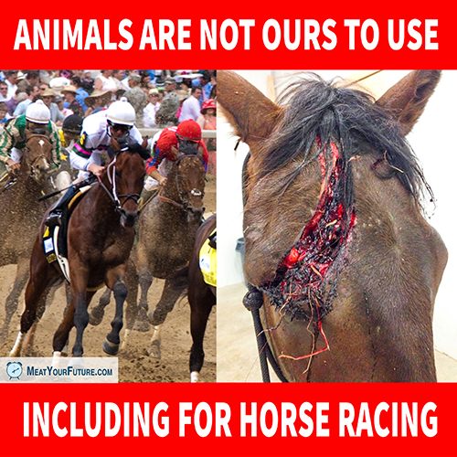 Horse Racing - Animals Are Not Ours to Use | Meat Your Future