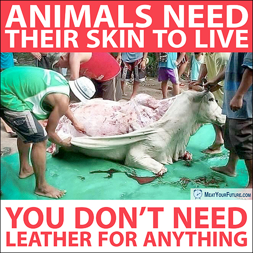 Animals Need Their Skin to Live, You Don't Need Leather for Anything | Meat Your Future