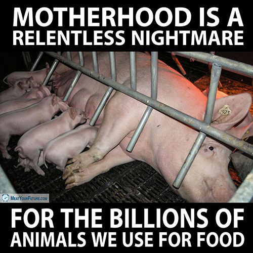 Motherhood is a Relentless Nightmare for the Animals We Use for Food | Meat Your Future