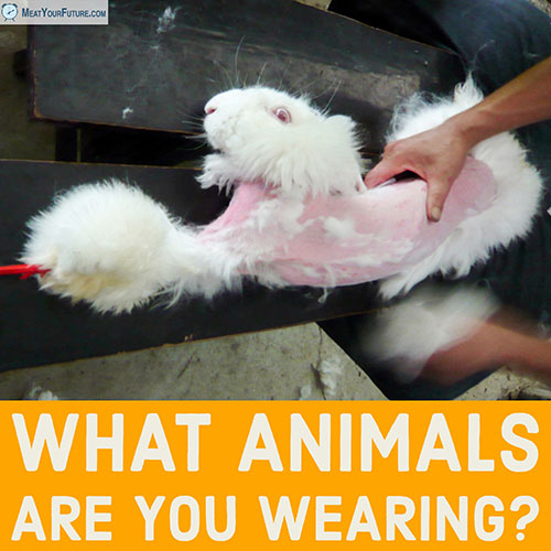 What Animals Are You Wearing? | Meat Your Future