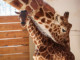 Other Animals are Equallly Important as April the Giraffe | Meat Your Future