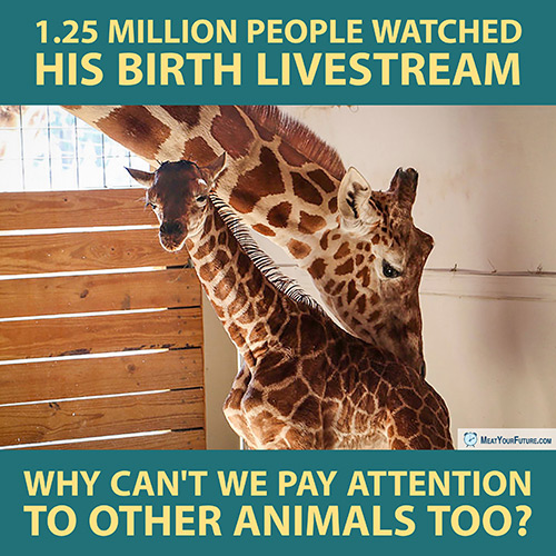 Other Animals are Equallly Important as April the Giraffe | Meat Your Future