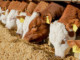 Animal Feed Uses One-Third of Arable Land | Meat Your Future