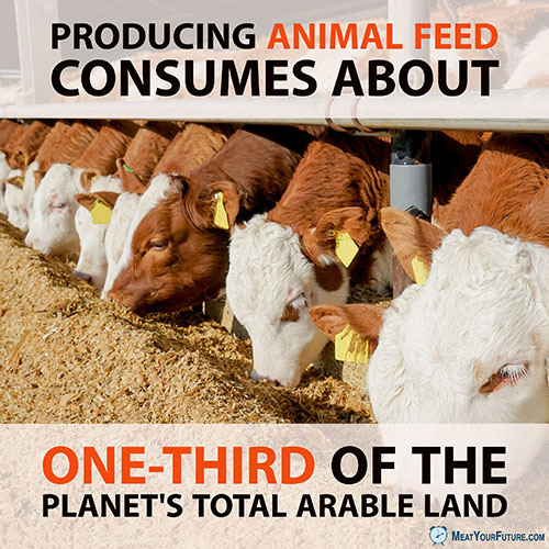 Animal Feed Uses One-Third of Arable Land | Meat Your Future