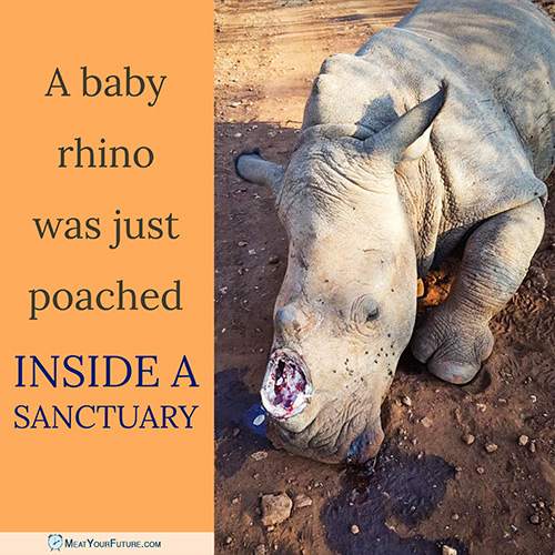 Baby Rhino Poached Inside a Sanctuary | Meat Your Future