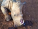 Baby Rhino Poached Inside a Sanctuary | Meat Your Future