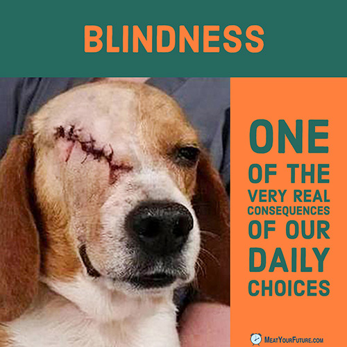 Blindness: One of the Very Real Consequences of our Daily Choices | Meat Your Future