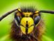 What Happens to Our Food Supply When Pollinators Go Extinct | Meat Your Future