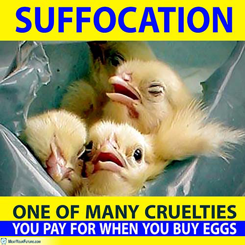 Eggs Suffocate and Kill Make Chicks | Meat Your Future