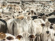 Environmental Devastating Meat Production as Tripled | Meat Your Future