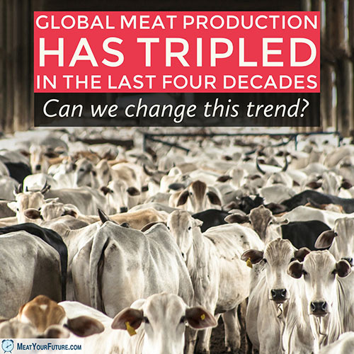 Environmental Devastating Meat Production as Tripled | Meat Your Future