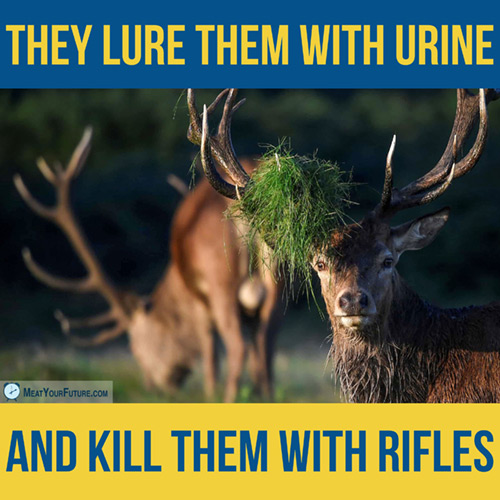 They Lure Deer With Urine, and Kill Them with Rifles | Meat Your Future