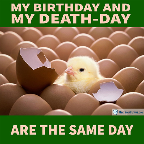 Baby Male Chicks in the Egg Industry