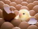 Baby Male Chicks in the Egg Industry