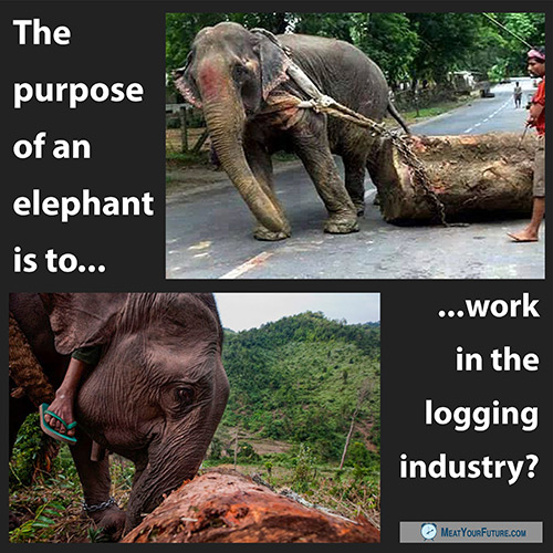 The Purpose of an Elephant is to Work in the Logging Industry? | Meat Your Future