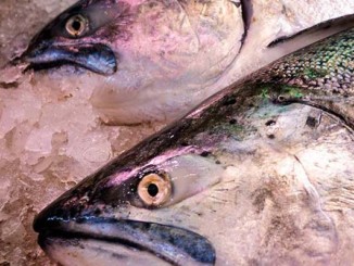 Fish Is Not Healthy | Meat Your Future