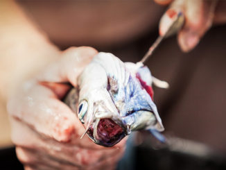 Fishes are Sentient and Feel Pain | Meat Your Future