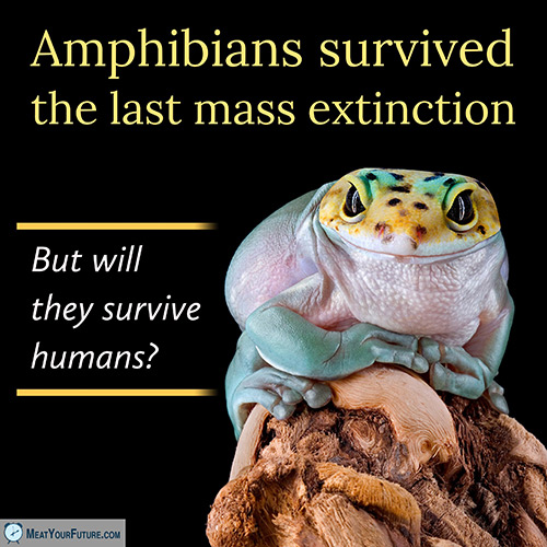 Amphibians Survived The Last Mass Extinction, But Will They Survive Humans? | Meat Your Future