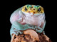 Amphibians Survived The Last Mass Extinction, But Will They Survive Humans? | Meat Your Future