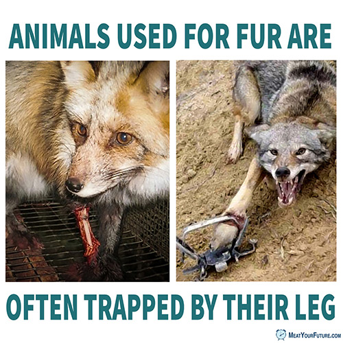 Animals Used For Fur Trapped by Their Leg | Meat Your Future