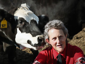 Temple Grandin has a very confusing message about animals | Meat Your Future