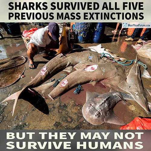 Sharks Surivved Five Mass Exintctions But May Not Survive Humans | Meat Your Future