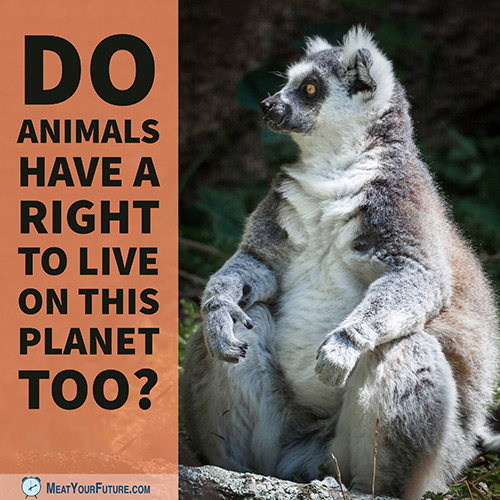 Lemur - Do Animals Have a Right to Live on This Planet Too? | Meat Your Future