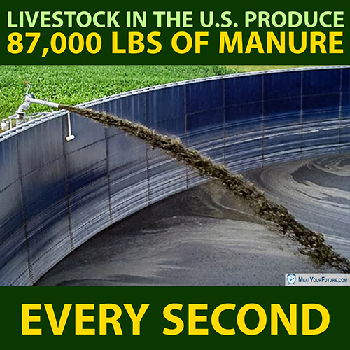 Livestock in the US Produce 87,000 lbs of Manure Every Second | Meat Your Future