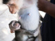 Macaque Monkey Bred for Experimentation | Meat Your Future