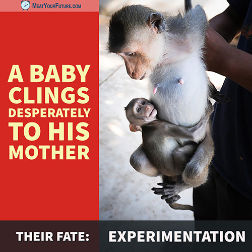 Macaque Monkey Bred for Experimentation | Meat Your Future