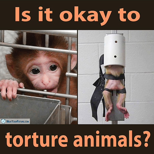 Is It Okay To Torture Animals? | Meat Your Future