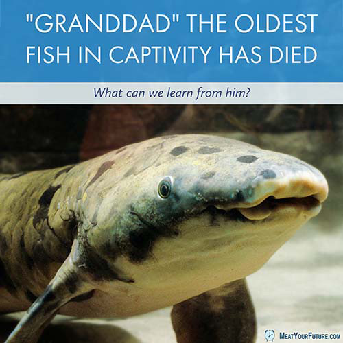 "Granddad" the oldest fish in captivity has died - What can we learn from him? | Meat Your Future