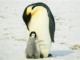 Penguins Facing Extinction - Livestock to Blame | Meat Your Future