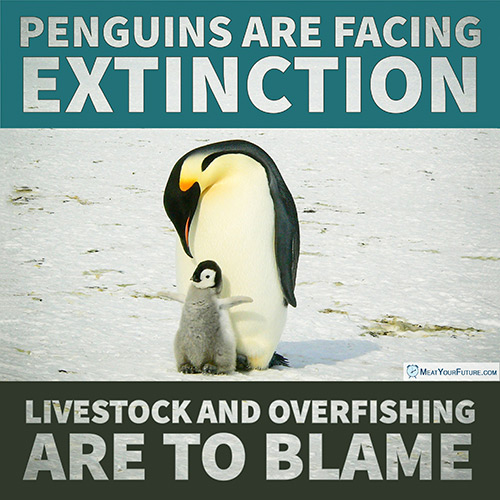 Penguins Facing Extinction - Livestock to Blame | Meat Your Future