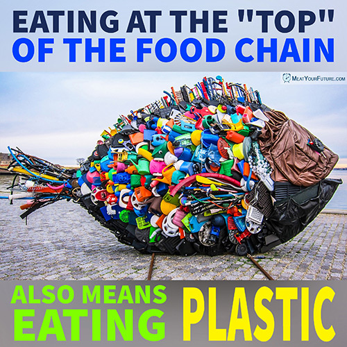 Eating at the "Top" of the Food Chain Also Means Eating Plastic | Meat Your Future