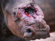 Vince the Rhino Poached in a Zoo | Meat Your Future