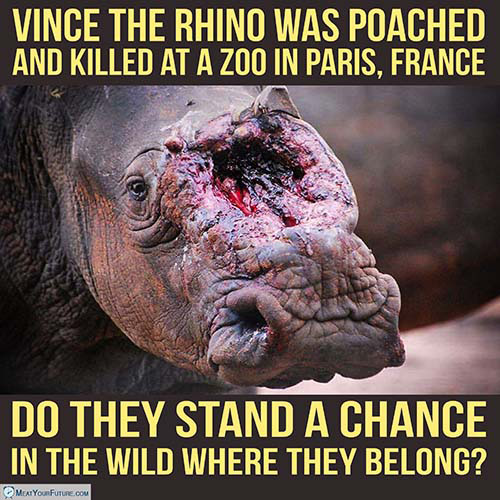 Vince the Rhino Poached in a Zoo | Meat Your Future