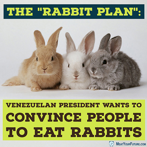 The "Rabbit Plan" | Meat Your Future