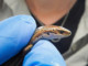 Cobble Skinks - Nearly Extinct 10 Years After Being Discovered | Meat Your Future