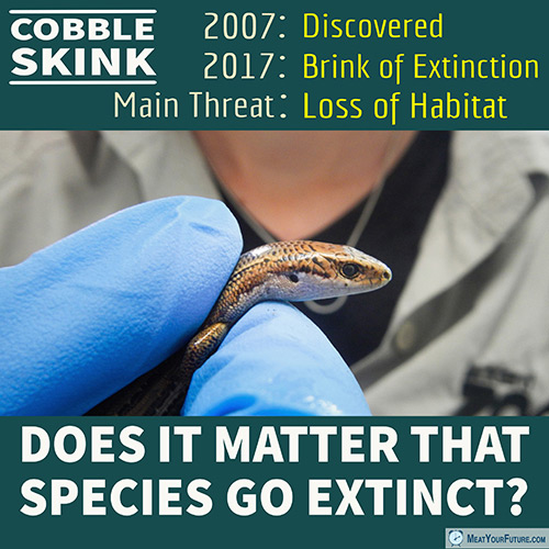 Cobble Skinks - Nearly Extinct 10 Years After Being Discovered | Meat Your Future