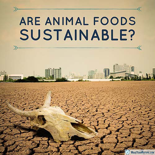 Are Animal Foods Sustainable? | Meat Your Future